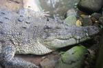 Saltwater crocodile