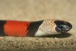 Central American milksnake