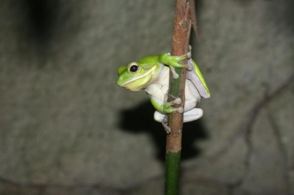 White-lipped tree frog