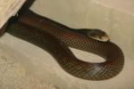 New Guinean taipan