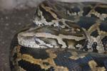 Burmese python