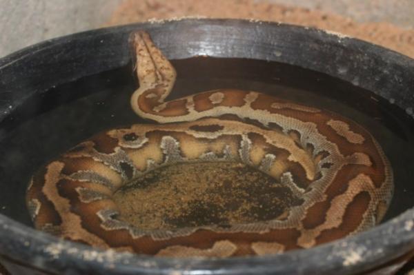 Bornean python