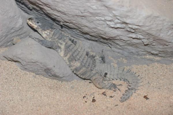 Giant spiny-tailed lizard