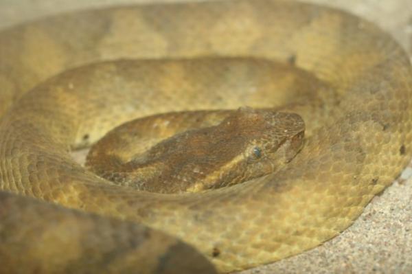 Flat-nosed pitviper