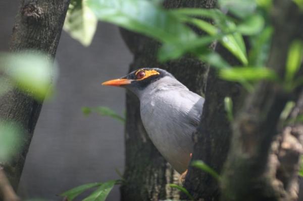 Bank myna