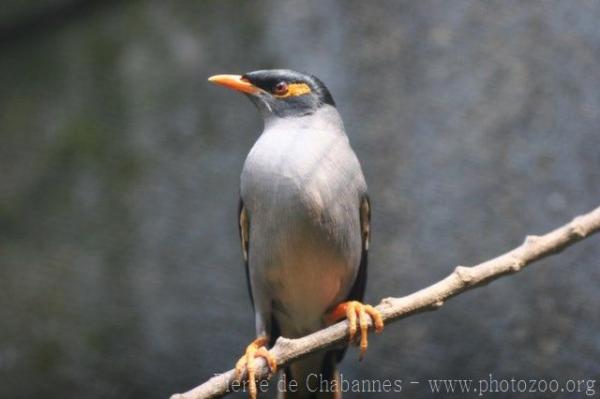 Bank myna