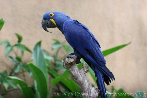 Hyacinth macaw