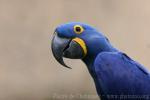 Hyacinth macaw