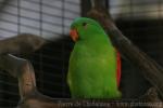 Red-winged parrot