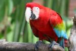 Green-winged macaw