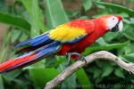 Scarlet macaw