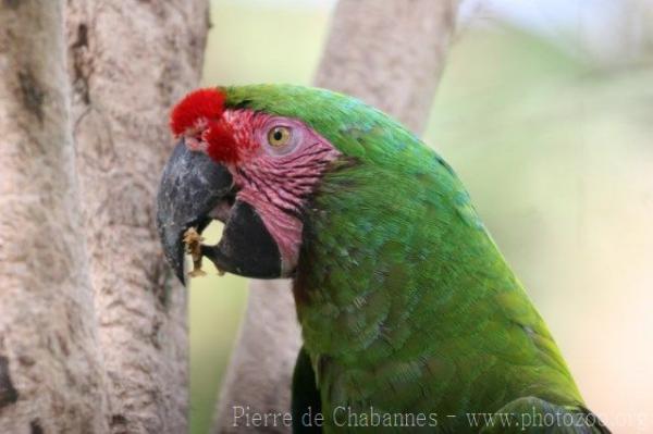 Military macaw