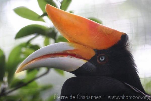 Javan rhinoceros hornbill