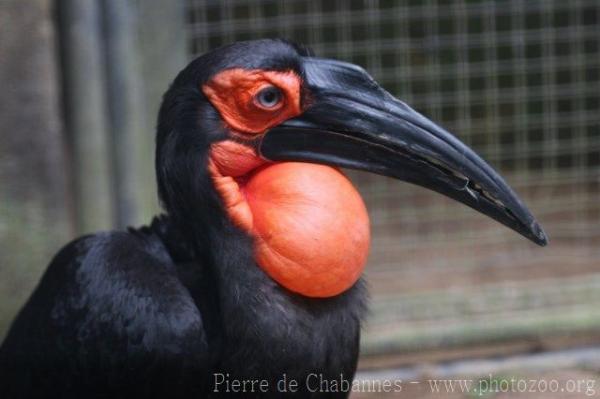 Southern ground hornbill