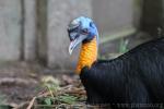 Northern cassowary