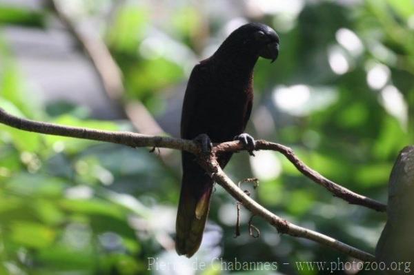 Black lory
