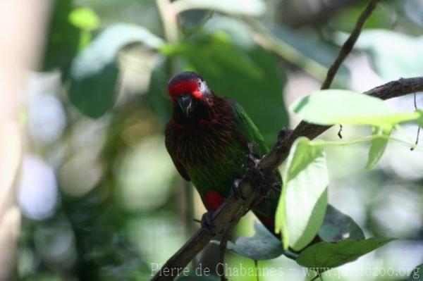 Yellow-streaked lory