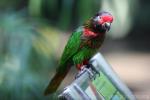 Yellow-streaked lory