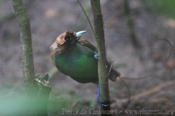 Magnificient bird-of-paradise