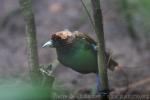 Magnificient bird-of-paradise