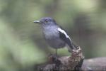 Oriental magpie-robin