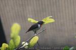 Red-chested flowerpecker