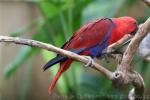 Eclectus parrot