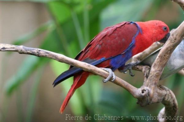 Eclectus parrot