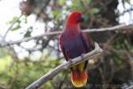 Eclectus parrot