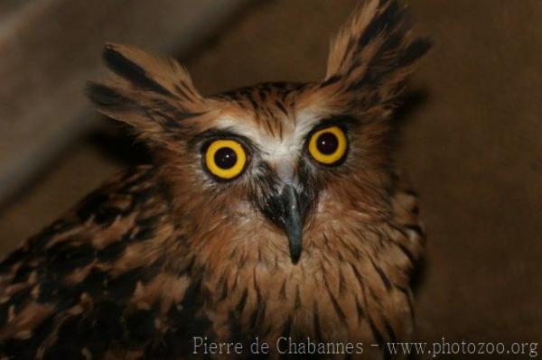 Buffy fish-owl