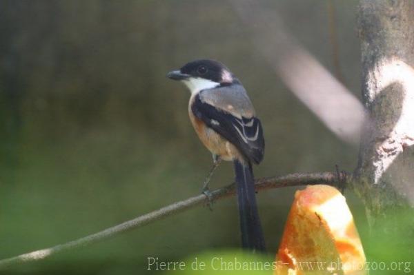 Long-tailed shrike