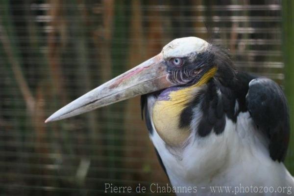 Lesser adjutant