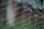 Bulwer's pheasant