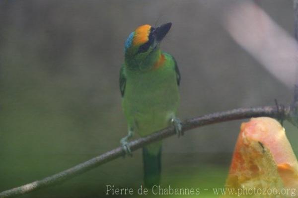 Flame-fronted barbet