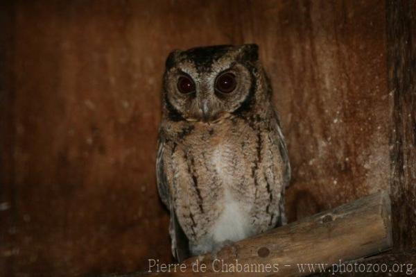 Sunda scops-owl