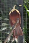 Red bird-of-paradise