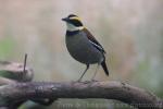 Javan banded pitta