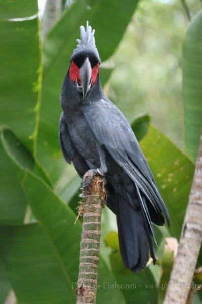 Palm cockatoo