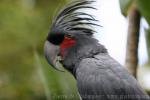 Palm cockatoo