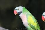 Javan moustached parakeet