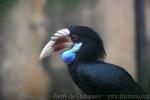 Sumba hornbill