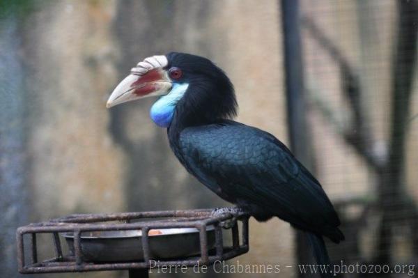 Sumba hornbill