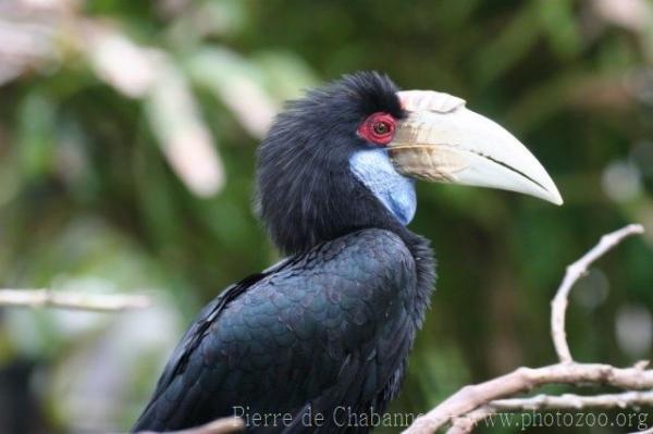 Wreathed hornbill