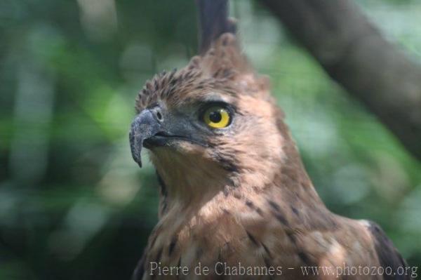 Javan hawk-eagle