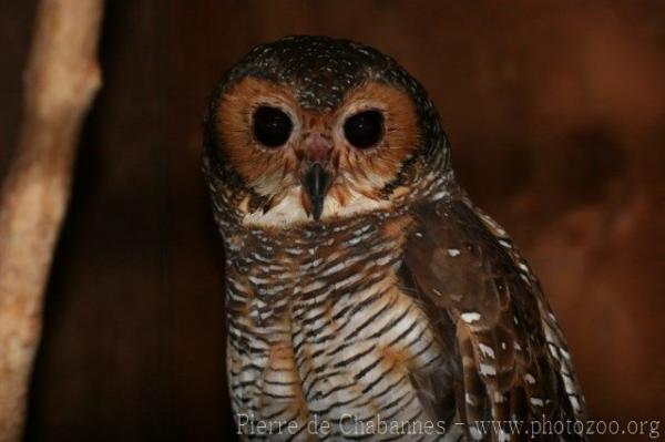 Spotted wood-owl