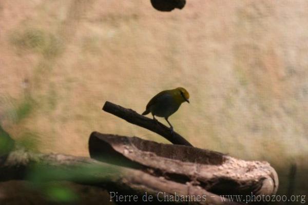 Yellow-spectacled white-eye