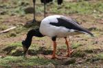 Magpie goose