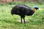 Northern cassowary