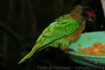 Yellow-streaked lory