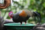 Green junglefowl